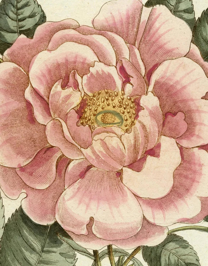 John Derian pictures II