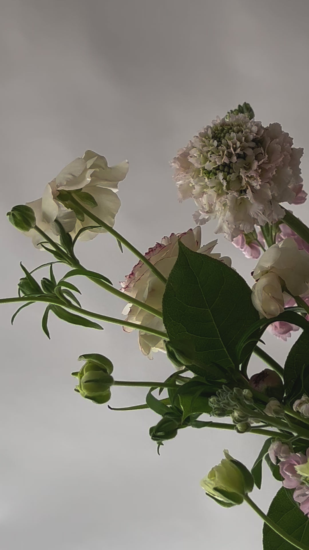 Ladda video: The romantic one